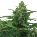 Original Skunk Autofloreciente (Zativo Seeds)