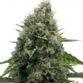 Power Skunk (Zativo Seeds)