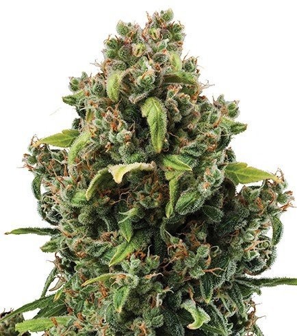 Special Kush (Zativo Seeds)