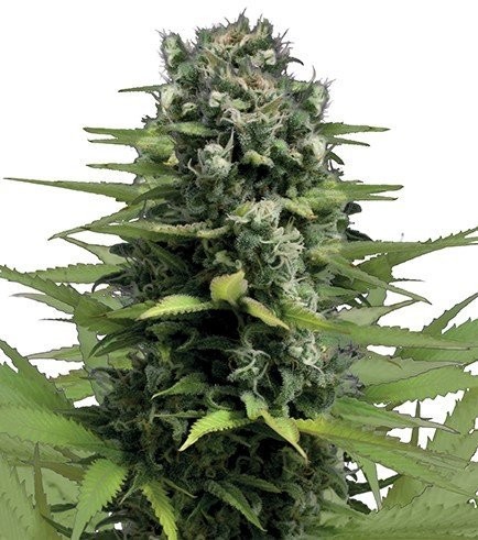 Lemon Haze (Zativo Seeds)