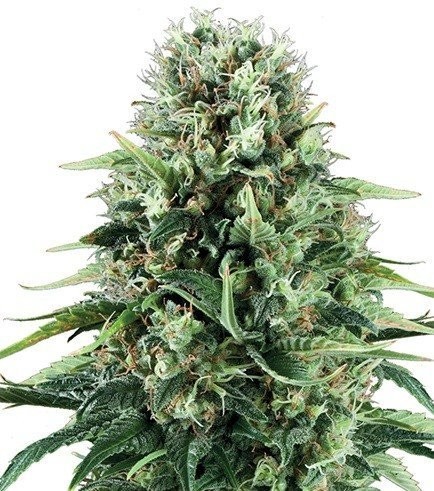 Mystical Blue (Zativo Seeds)