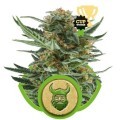 Royal Dwarf (Royal Queen Seeds)