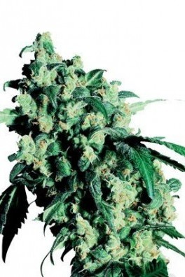 Super Skunk