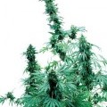 Early Skunk (Sensi Seeds)