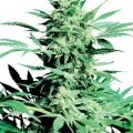 Shiva Skunk (Sensi Seeds)