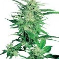 Big Bud (Sensi Seeds)