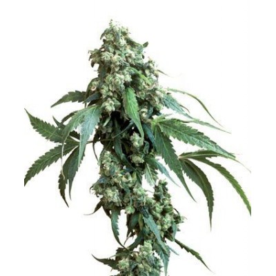 Top 10 Jack Herer hybrid strains - CannaConnection