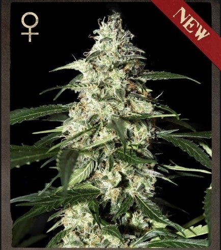 Skunk Autofloreciente (Strain Hunters)