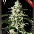 Skunk Autofloreciente (Strain Hunters)