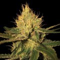 Cannalope Haze (DNA Genetics)