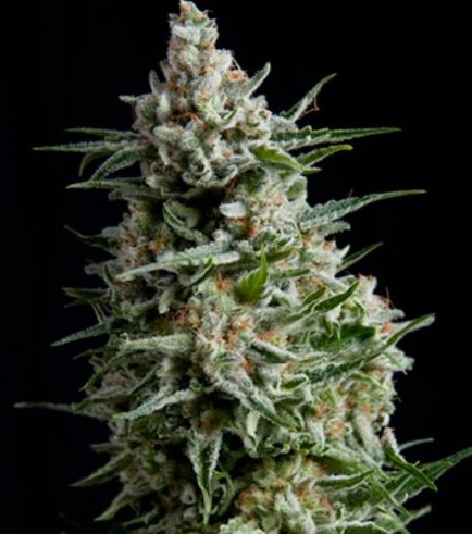 Anesthesia (Pyramid Seeds)