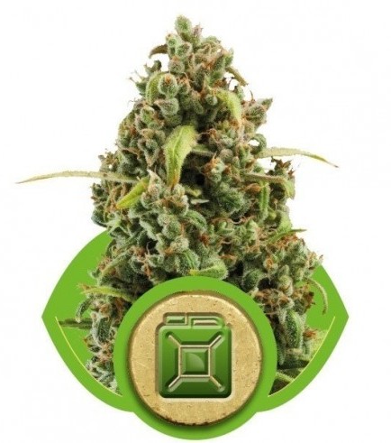 Diesel Automatic (Royal Queen Seeds)