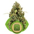 Diesel Automatic (Royal Queen Seeds)