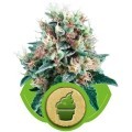 Royal Creamatic (Royal Queen Seeds)