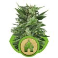 Royal Kush Automatic (Royal Queen Seeds)