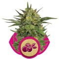 Haze Berry (Royal Queen Seeds)