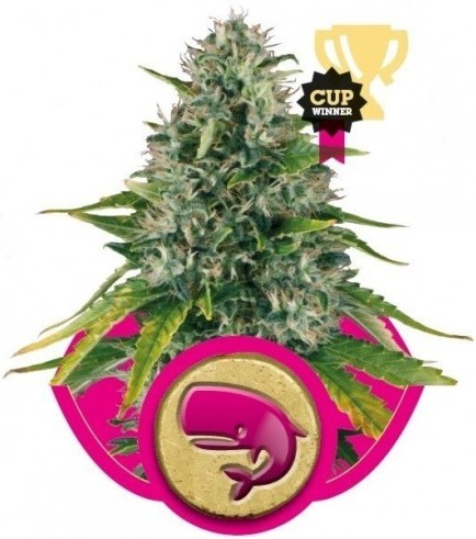 Royal Moby (Royal Queen Seeds)