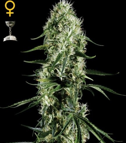 Super Silver Haze (Greenhouse Seeds)