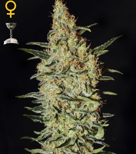 Neville's Haze (Greenhouse Seeds)