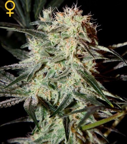 Arjan's Strawberry Haze (Greenhouse Seeds)