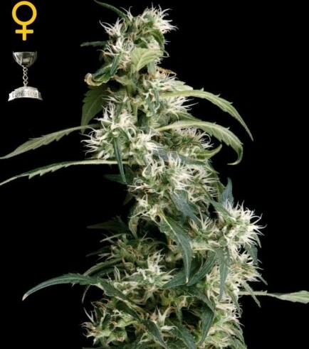 Arjan's Ultra Haze 2 (Greenhouse Seeds)