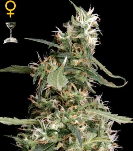 Arjan's Ultra Haze 1 (Greenhouse Seeds)