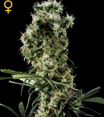 Arjan's Haze 2 (Greenhouse Seeds)