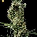 Arjan's Haze 2 (Greenhouse Seeds)