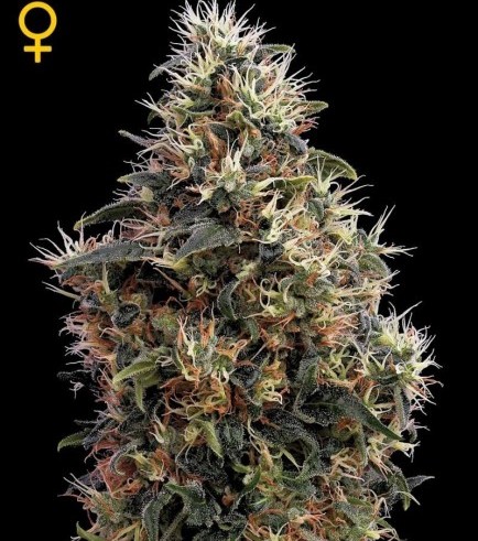 Sweet Mango Autofloreciente (Greenhouse Seeds)