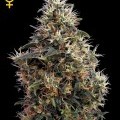 Sweet Mango Autofloreciente (Greenhouse Seeds)