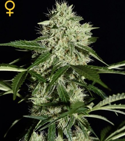 Northern Lights Autoflowering (Greenhouse Seeds)