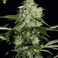 Northern Lights Autofloreciente (Greenhouse Seeds)