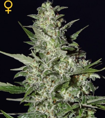 Super Critical Autofloreciente (Greenhouse Seeds)