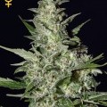 Super Critical Autofloreciente (Greenhouse Seeds)