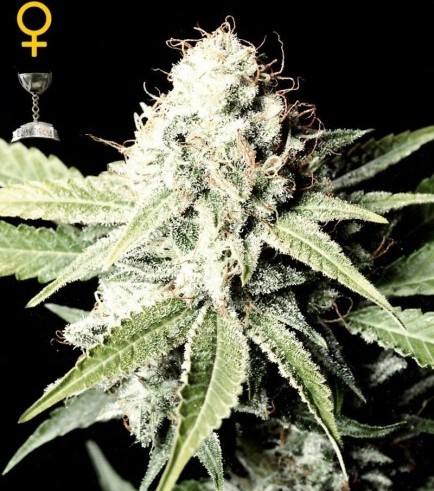 Great White Shark (Greenhouse Seeds)