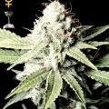 Great White Shark (Greenhouse Seeds)