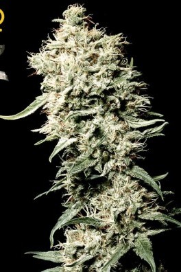 White Rhino