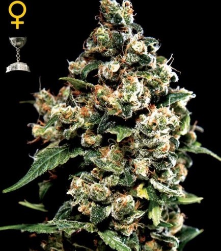 Jack Herer (Greenhouse Seeds)