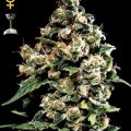 Jack Herer (Greenhouse Seeds)