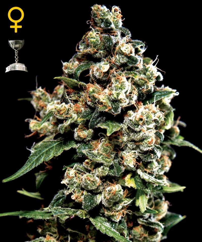 Jack Herer - Strain Information - CannaConnection