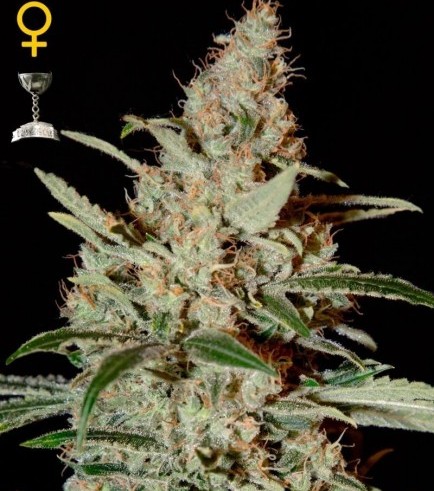 Chemdog (Greenhouse Seeds)