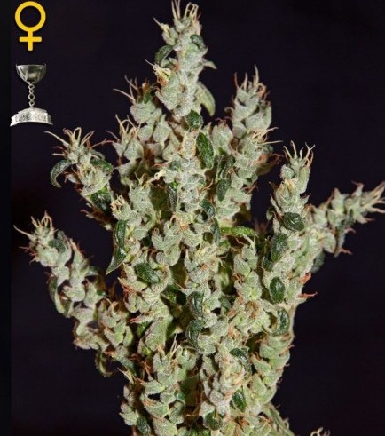 NL5 Haze Mist (Greenhouse Seeds)