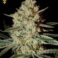 Himalaya Gold (Greenhouse Seeds)