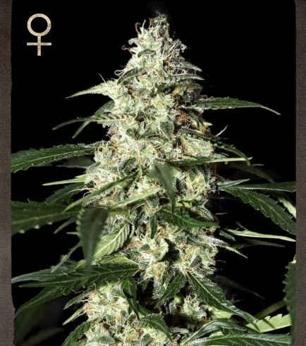 Skunk Autofloreciente (Greenhouse Seeds)