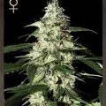 Skunk Autofloreciente (Greenhouse Seeds)