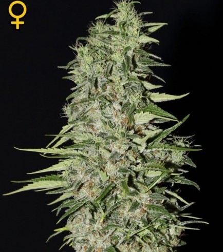 Diamond Girl (Greenhouse Seeds)