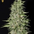 Diamond Girl (Greenhouse Seeds)