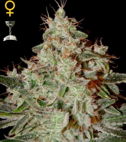 Lemon Skunk (Greenhouse Seeds)