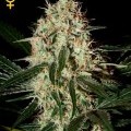 Arjan's Haze 3 (Greenhouse Seeds)