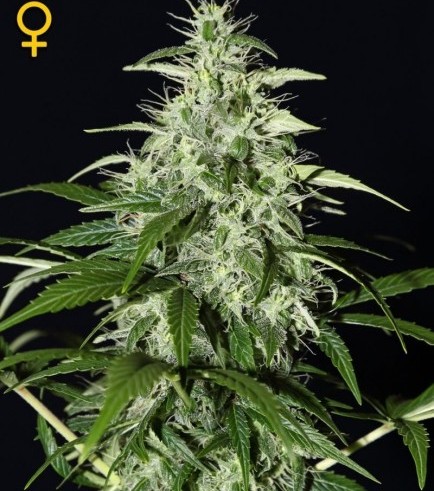 Kalashnikova Autofloreciente (Greenhouse Seeds)